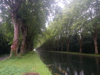 La piste cyclable longe le Canal du Rhône au Rhin qui mène à Strasbourg sous les arbres.